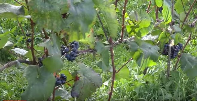 Vinbønder på Fur - Se Video