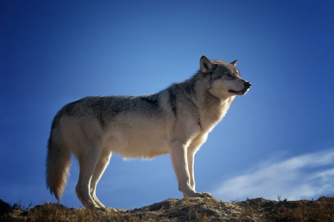 Ulven og andre rovdyr - Foredrag med museumsinspektør Bo Pagh Schultz Fur Museum torsdag den 16. marts 2023 kl. 19 – 20.30